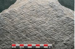 Foto (Detailansicht) von Lepidodendron aculeatum St. (NHMW-GEO-2024-0188-11024)